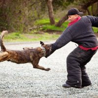 An overview of the dog bite laws that govern dog bite monetary claims