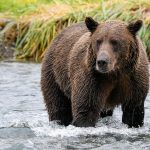 Alaska land protection law