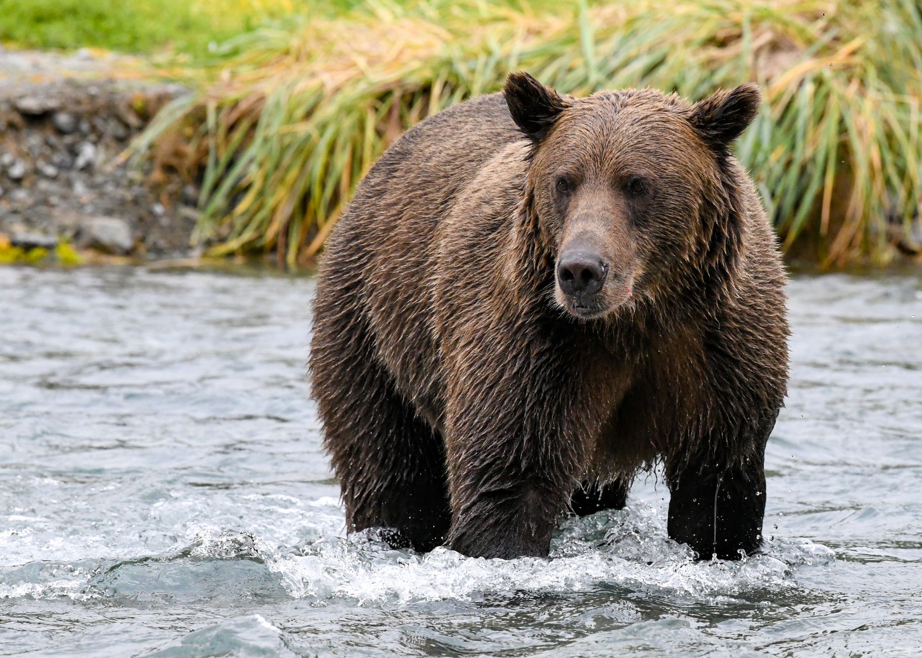 Alaska land protection law