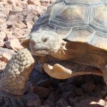 Endangered Species Act changes