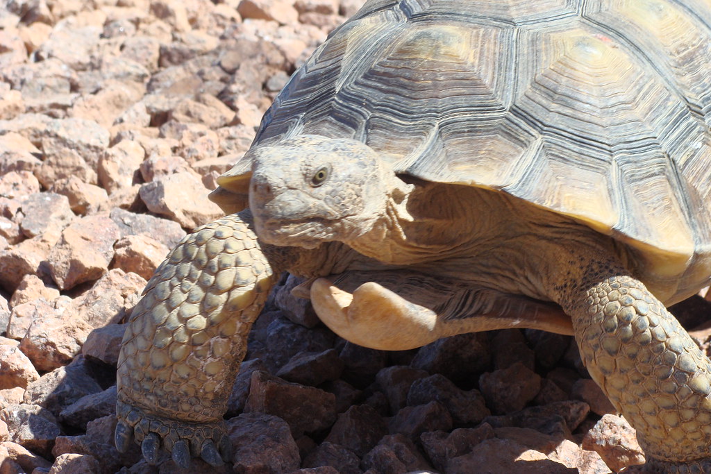Endangered Species Act changes